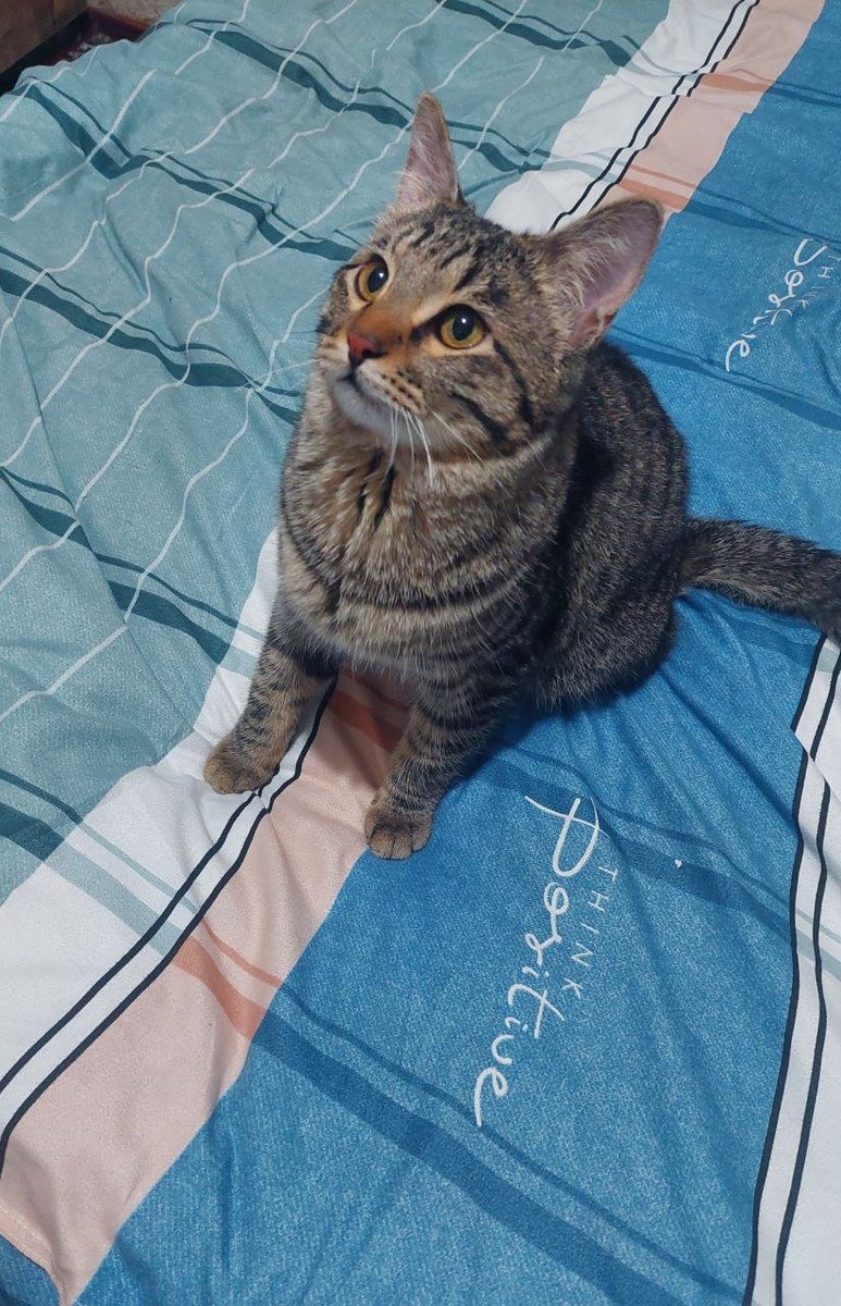 Jahongir tweet media