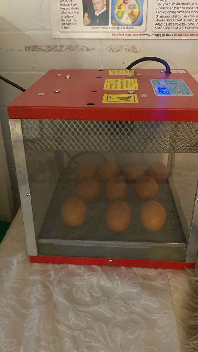 AlkringtonPS's tweet image. The countdown is over ⏳our #livingeggs have arrived in #nursery 🥚🪺🐥