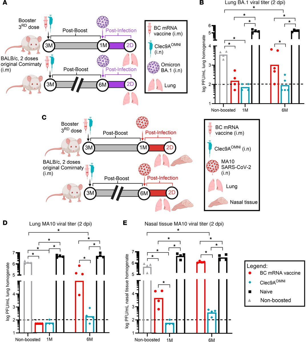 jclinicalinvest's tweet image. Follow your nose! 

doi.org/10.1172/JCI195… 
You Zhi, Nicholas Cheang @_immunogeNIC &amp;amp; colleagues @NUSingapore develop a #nasal #vaccine booster that induces robust and sustained, cross-clade systemic and mucosal protective immunity in #COVID19 mRNA vaccinated populations.