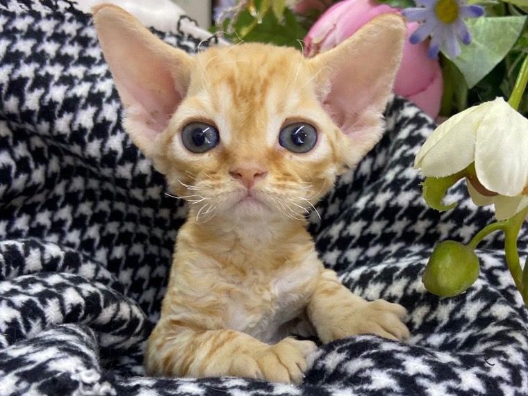 jason balios tweet media