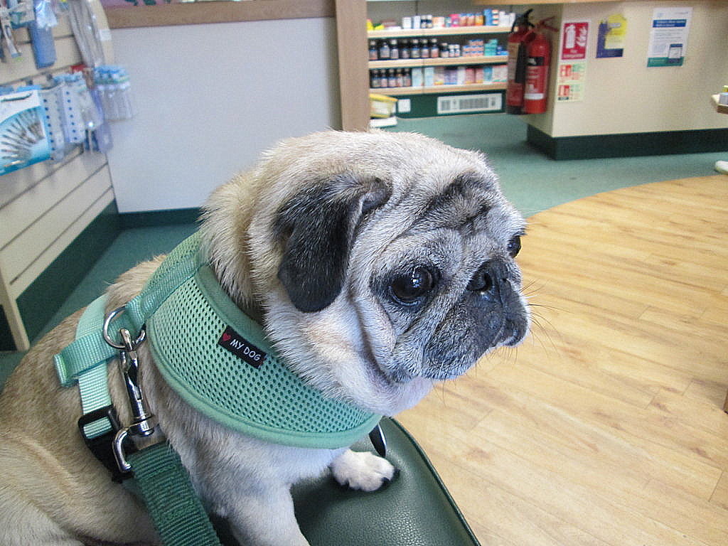 SallypugRIP tweet media