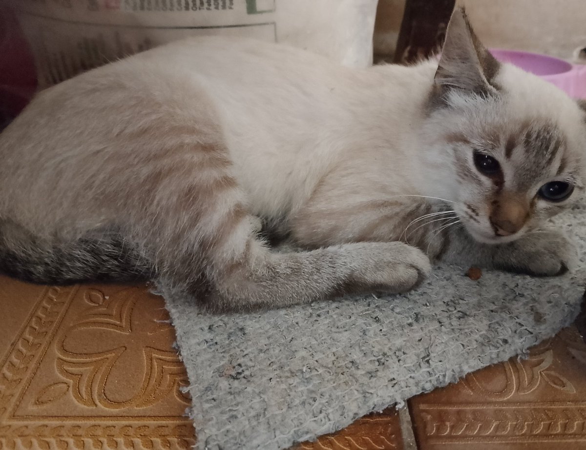 aestecy's tweet photo. morro q minha vó reclama q a gnt pegou outra gatinha mas fica chamando de "menininha de vovó" https://t.co/bFPdkfjStK