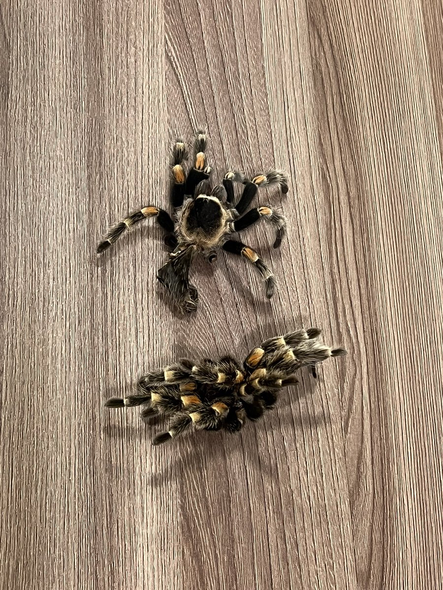 𝚛𝚎𝚌𝚑𝚊𖤓‎☾ | 𝟾 𝚒𝚜 𝚏𝚊𝚝𝚎✵ tweet media