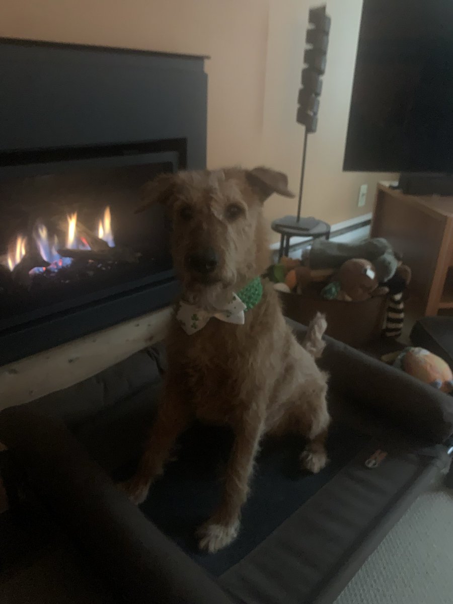 Dublin Irish 👧🐕Terrier 🌊🐾🌳🏖♥️ tweet media