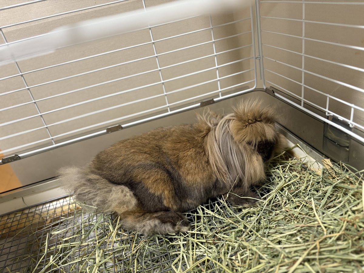 この角度に顔を向けてる時は、なでこしてほしい時なんです☺️