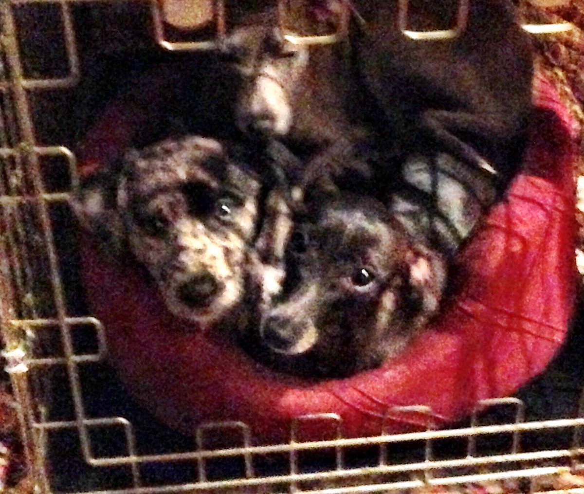 Gary Holman tweet media