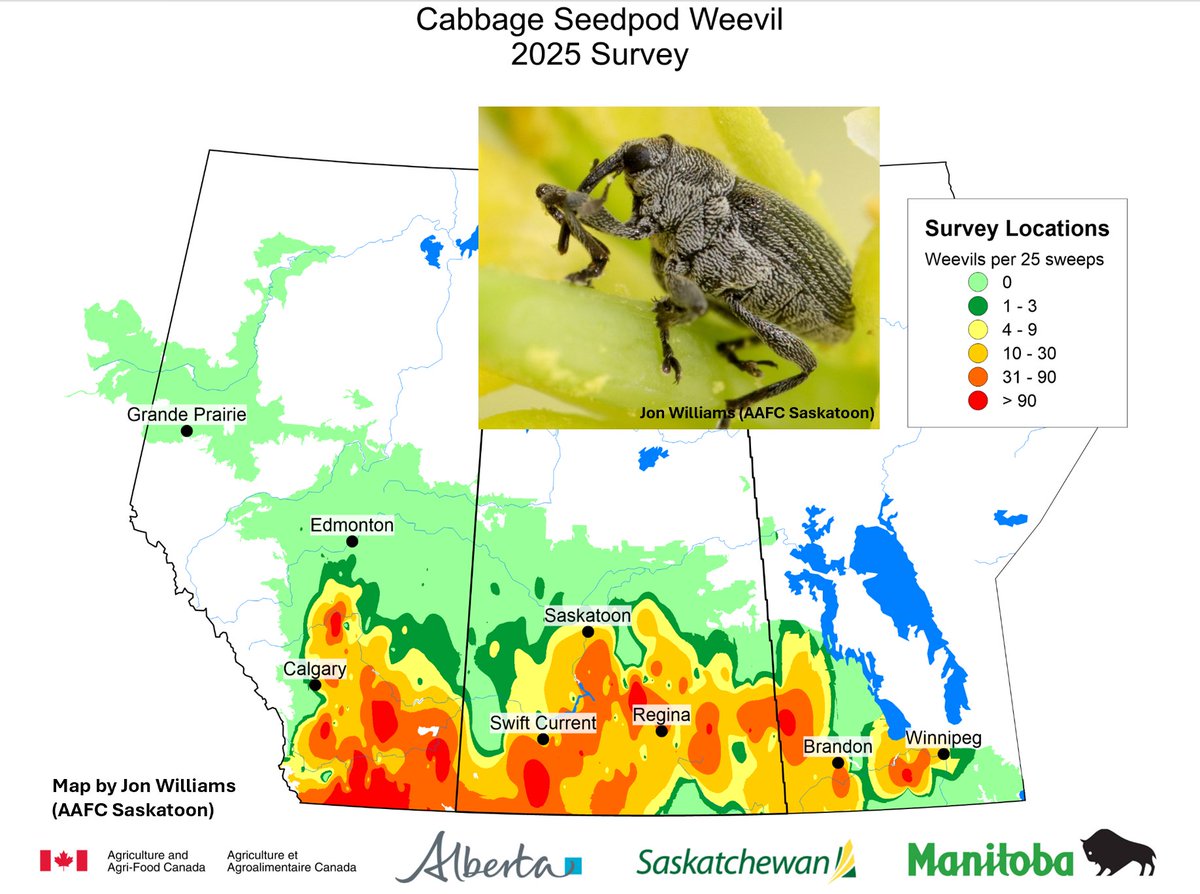 Sharing this slide from the Prairie Pest Monitoring Network (PPMN) AGM last week (credit: Dr. Meghan Vankosky). The PPMN brings provincial grower groups, industry experts, and entomology researchers together from across the prairies, providing farmers with regular insights on