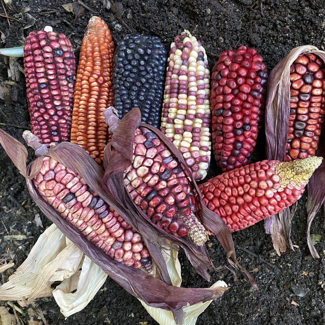 Semillas de Vida 🌽 tweet media