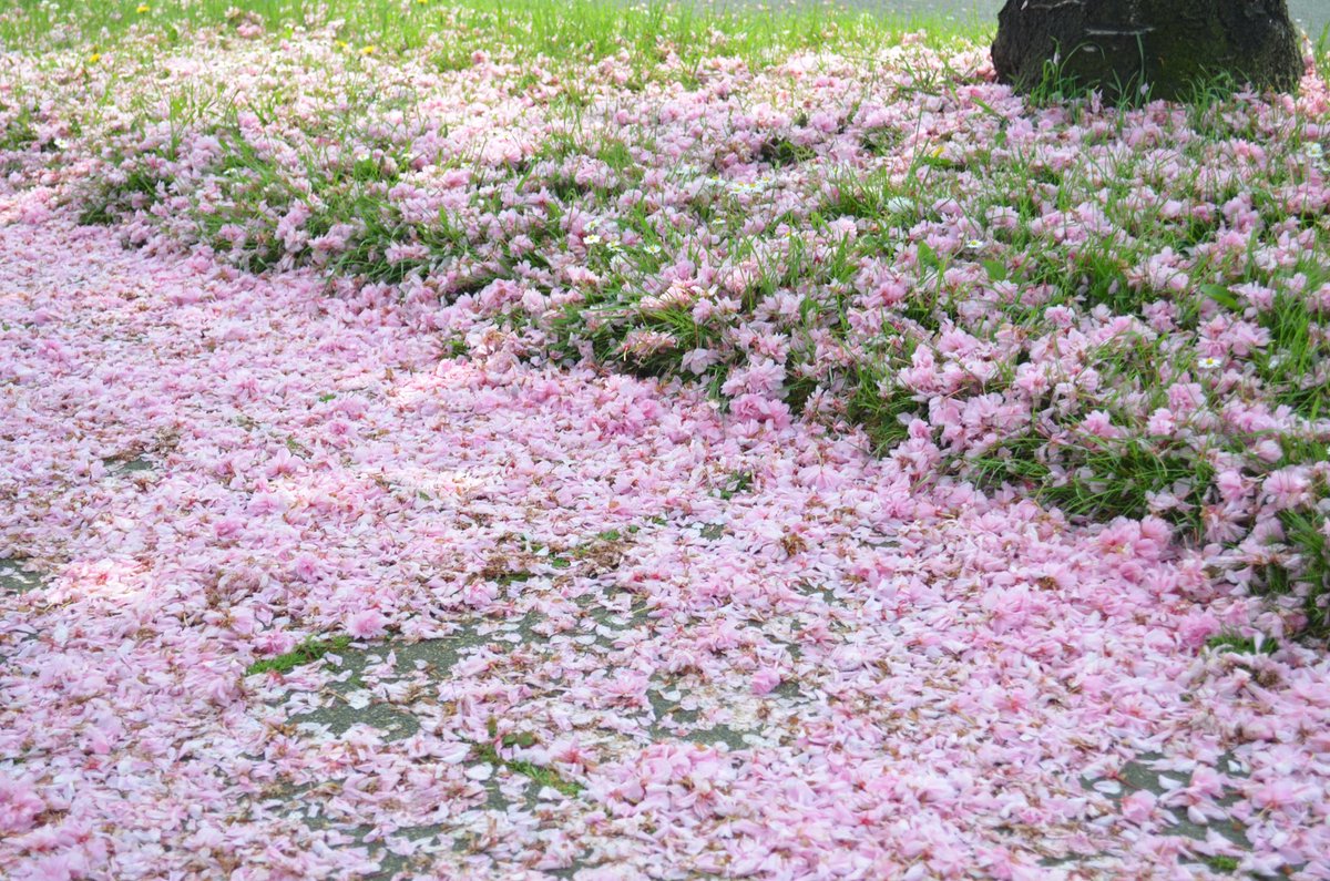DebbieJayephoto's tweet photo. Bellissima Primavera
Photography by Debbie Jaye Photography
#Spring #photography #nature #blossom #photographer #photos #lovephotos #lovespring https://t.co/F54RI6UJ5r
