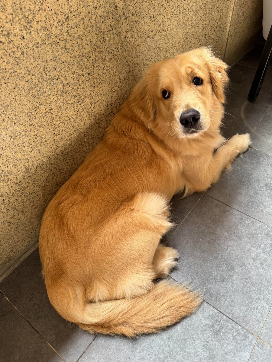 Ruth15663's tweet photo. This is my furry little one, Candy. I love her. Would you mind sharing photos of your dogs? Feel free to leave a comment below #Dog #dog #dogs #doglover #doglovers #doglife https://t.co/DNA8m1OQtJ