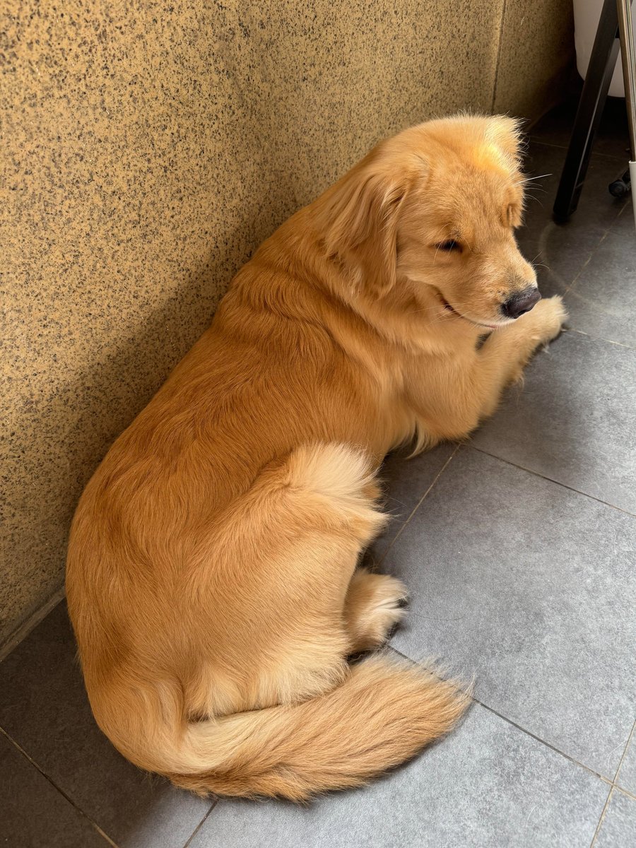 Ruth15663's tweet photo. This is my furry little one, Candy. I love her. Would you mind sharing photos of your dogs? Feel free to leave a comment below #Dog #dog #dogs #doglover #doglovers #doglife https://t.co/DNA8m1OQtJ