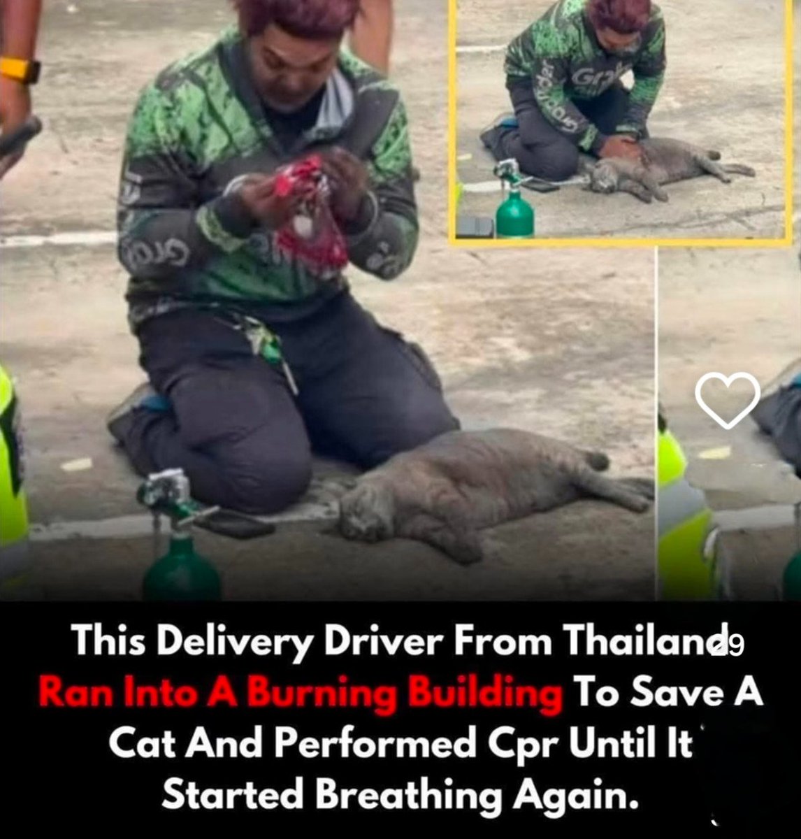 We don't deserve cats 😺 (@catsareblessing) on Twitter photo 