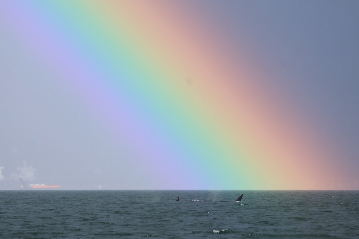 Pacific Whale Watch Association 🐳 tweet media
