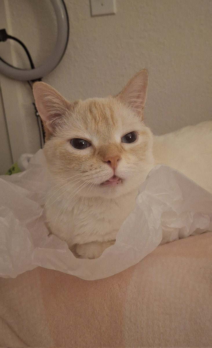 baby dog tweet media