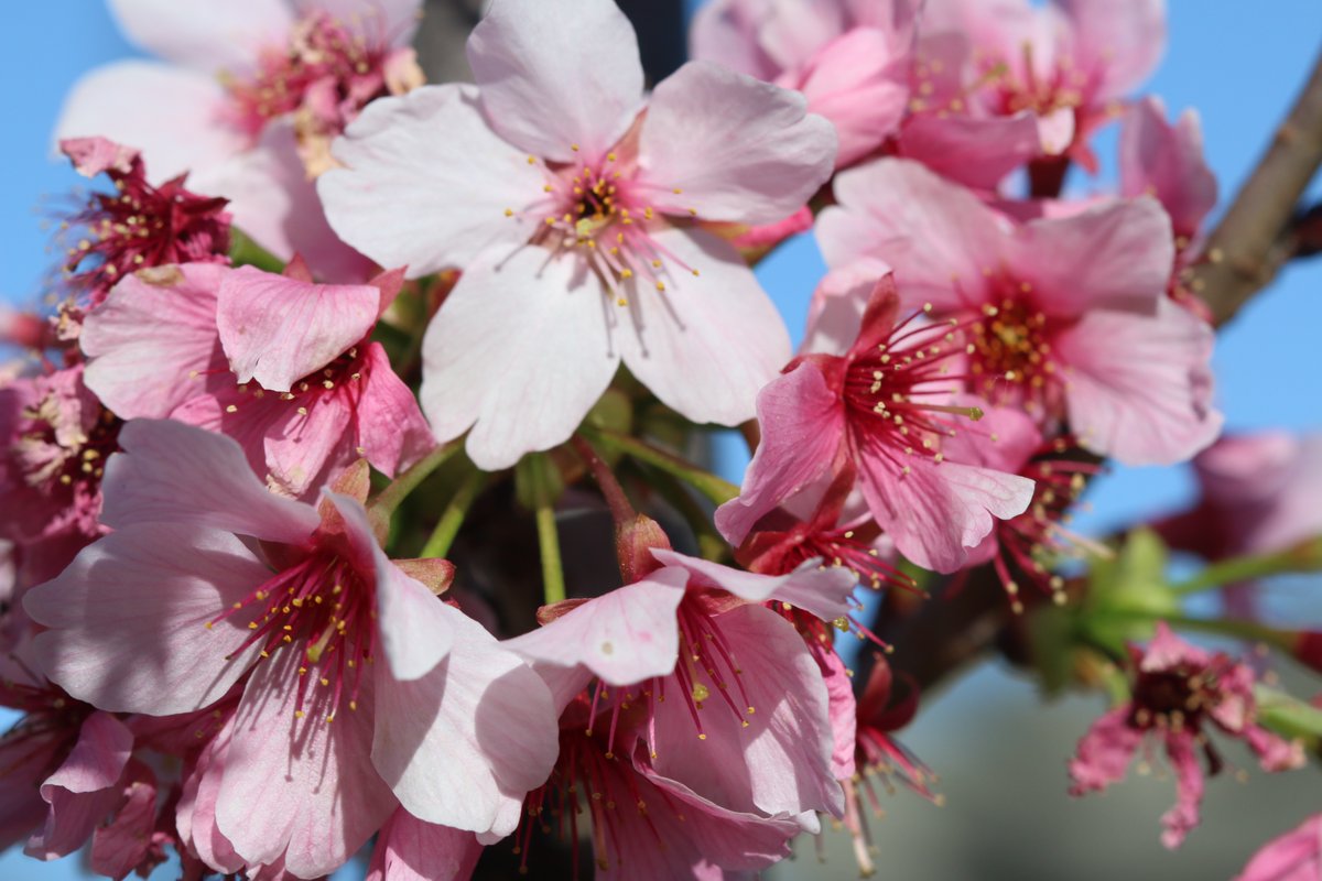 Jana Monji: The Dragon Lady 🐉 from Pasadena tweet media