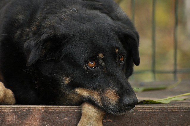 Akinlolu Burdo tweet media