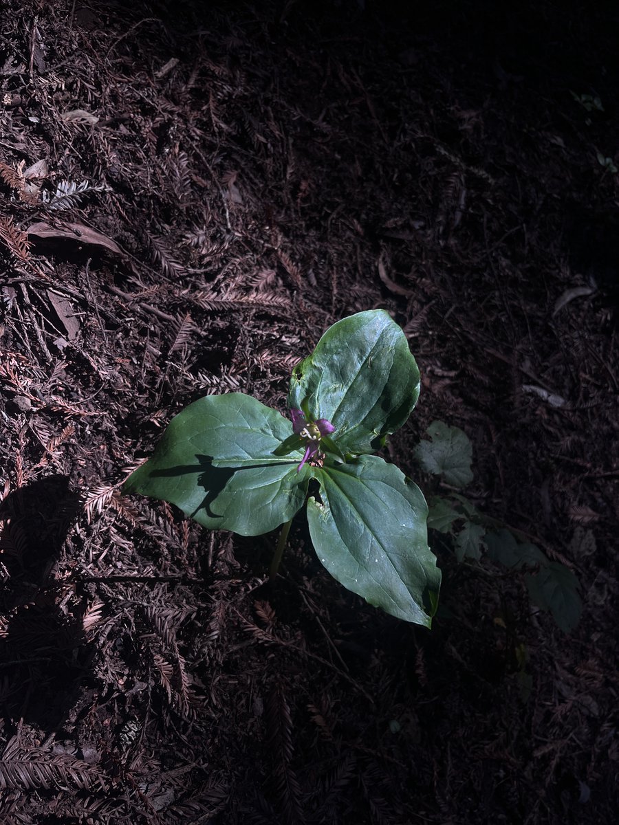 Domina Juniper Dolor | SF Bay Area tweet media