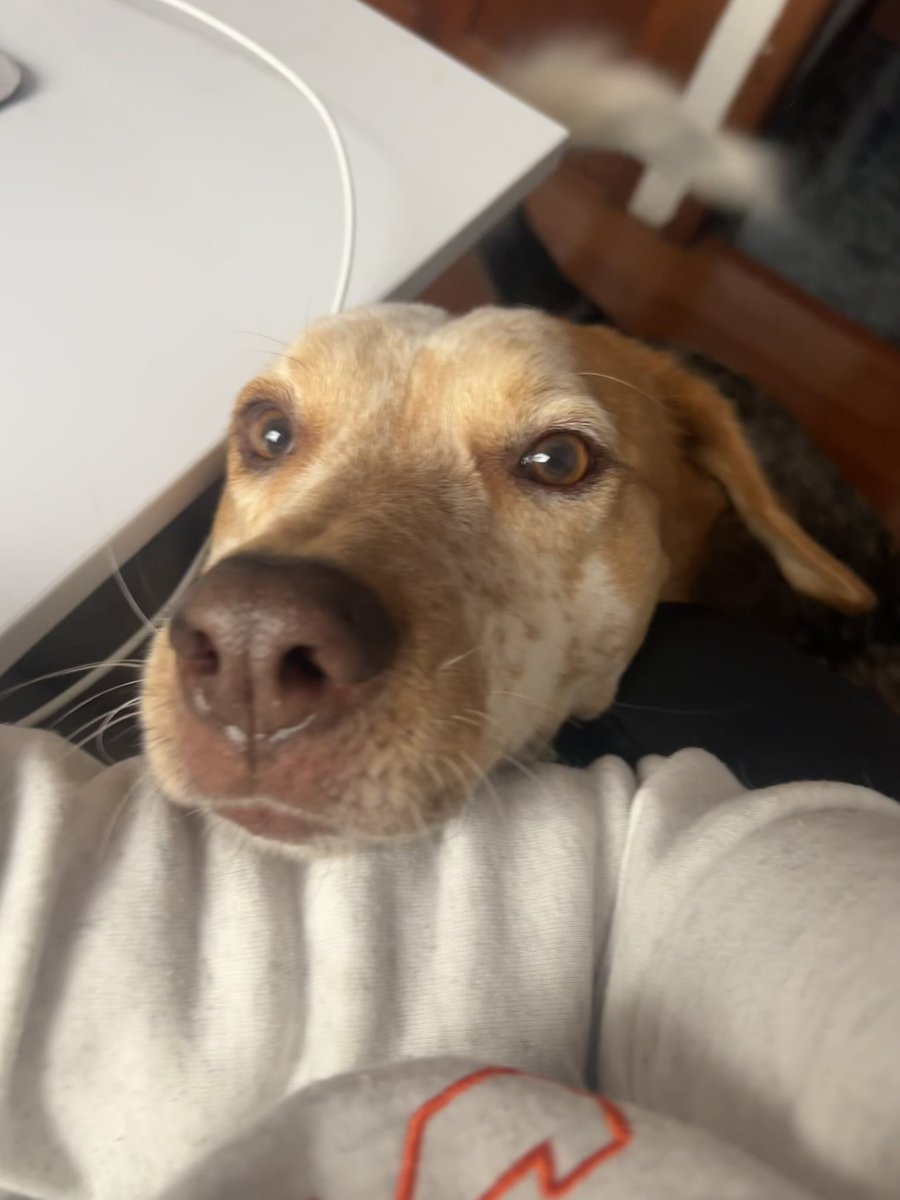 Vida Bonita tweet media