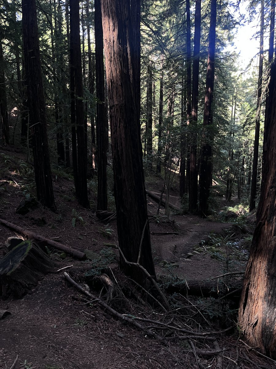 Domina Juniper Dolor | SF Bay Area tweet media