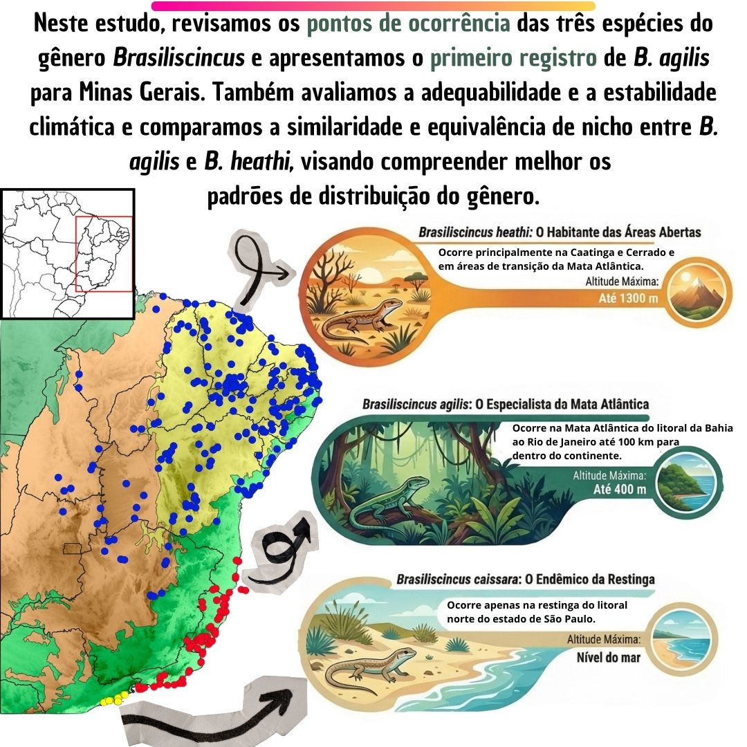 mneves71's tweet photo. Artigo publicado! 🦎📊

Divulgação dos principais resultados da nossa nova publicação sobre Brasiliscincus spp., incluindo dados de ocorrência, modelagem de nicho ecológico e diferenciação de nicho.

@AustralEcology
#AustralEcology https://t.co/CbDoJzj6yt