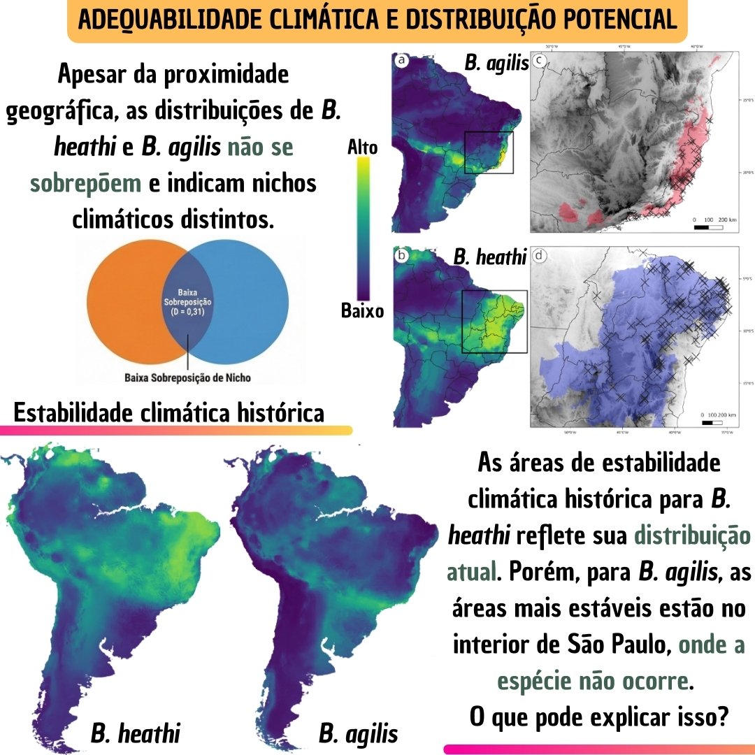 mneves71's tweet photo. Artigo publicado! 🦎📊

Divulgação dos principais resultados da nossa nova publicação sobre Brasiliscincus spp., incluindo dados de ocorrência, modelagem de nicho ecológico e diferenciação de nicho.

@AustralEcology
#AustralEcology https://t.co/CbDoJzj6yt