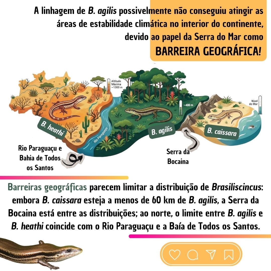 mneves71's tweet photo. Artigo publicado! 🦎📊

Divulgação dos principais resultados da nossa nova publicação sobre Brasiliscincus spp., incluindo dados de ocorrência, modelagem de nicho ecológico e diferenciação de nicho.

@AustralEcology
#AustralEcology https://t.co/CbDoJzj6yt