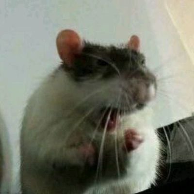 Nadia Rosales tweet media