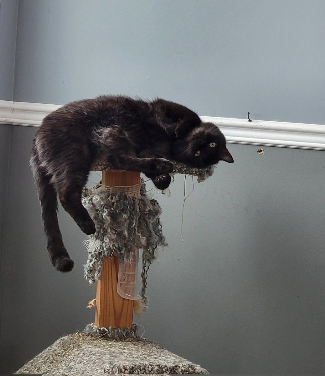 Someone got into the nip. Enjoy little buddy. Enjoy!
 #sillycat #catniphigh #enjoylife