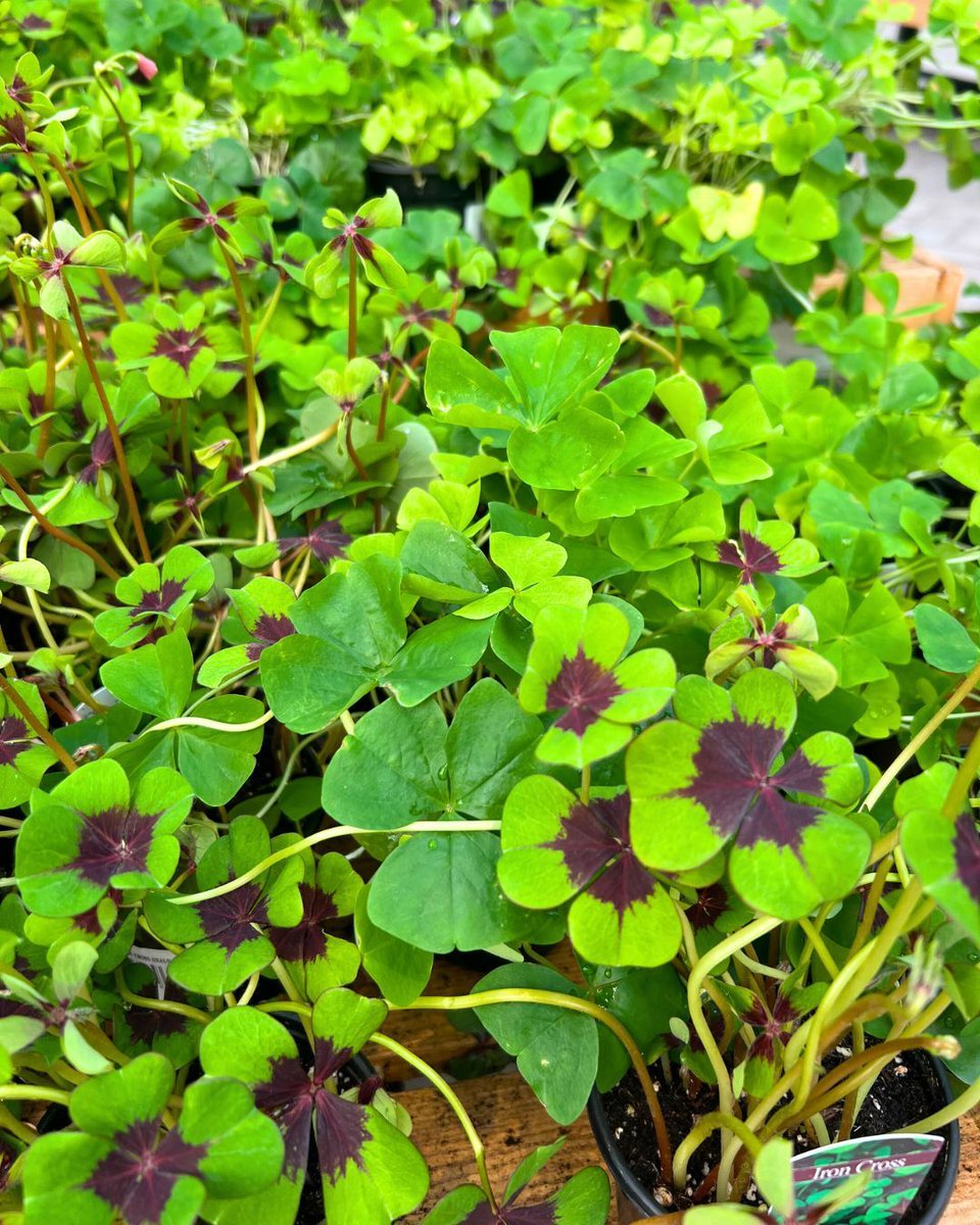 Hicks Nurseries tweet media