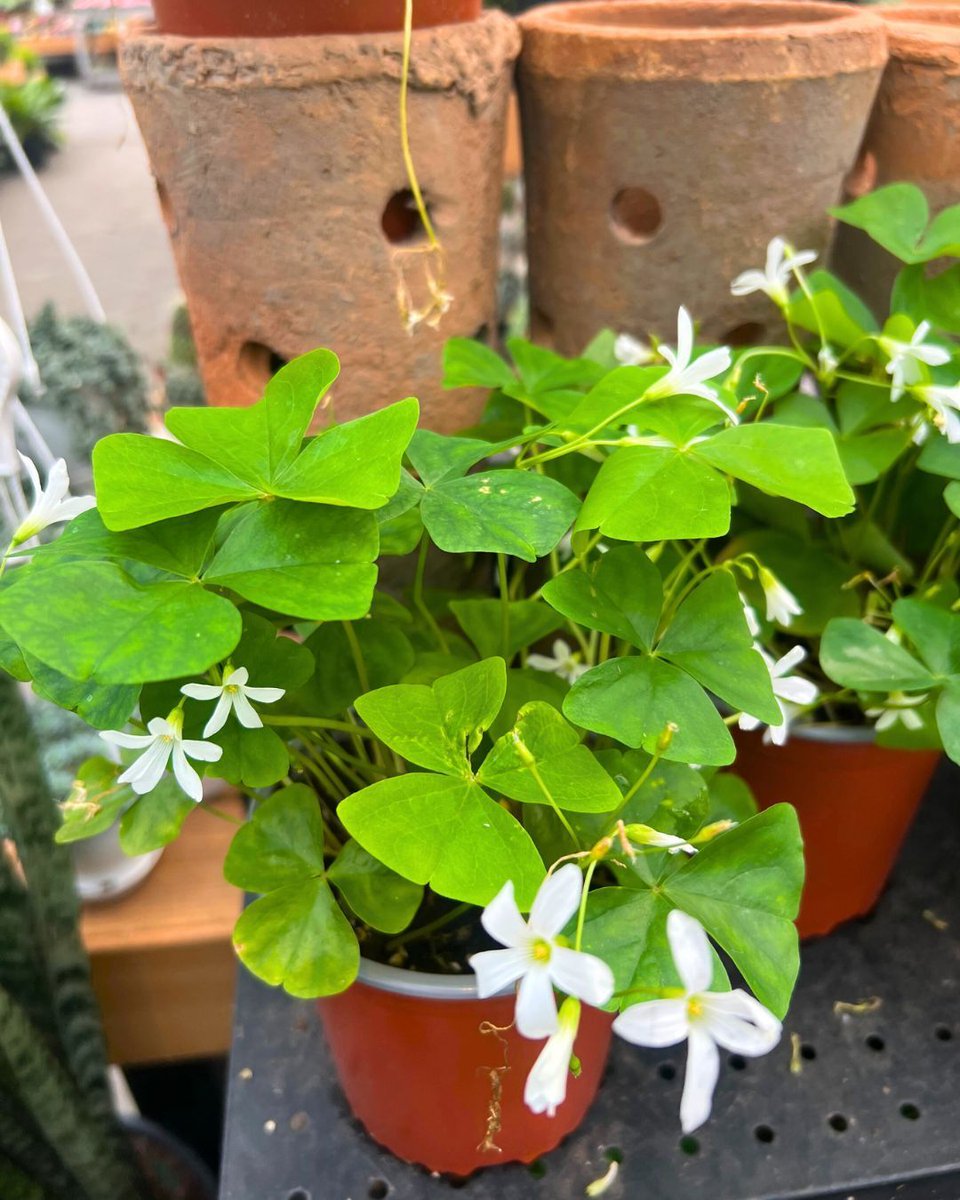 Hicks Nurseries tweet media