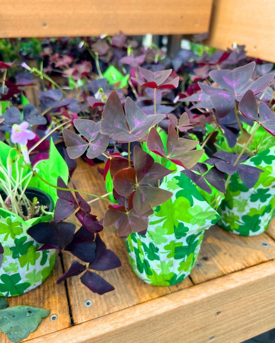 Hicks Nurseries tweet media