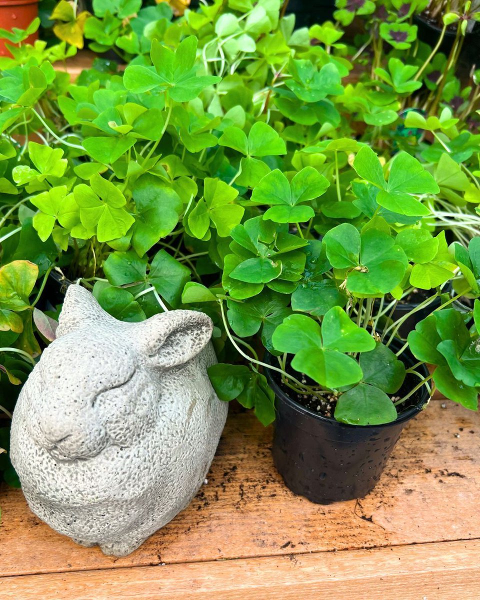 Hicks Nurseries tweet media