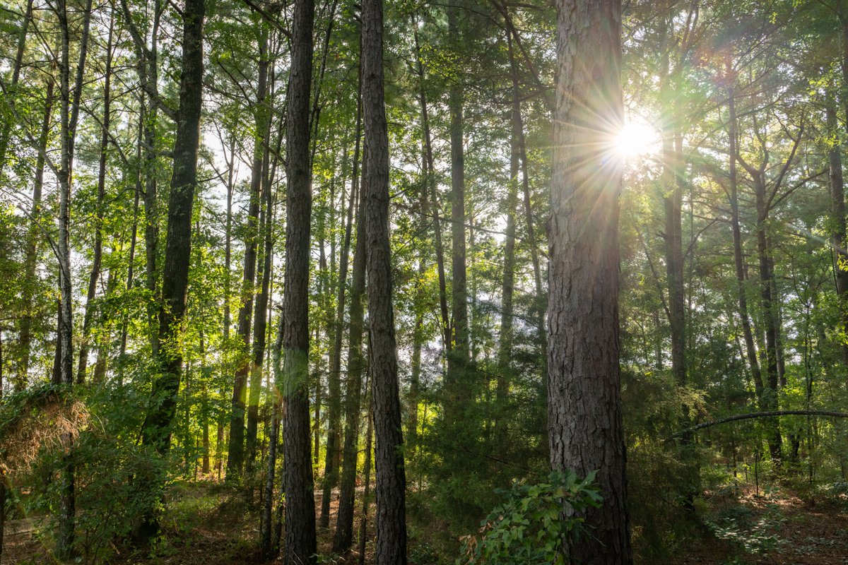OasisInThePines's tweet photo. Ministry leaders spend so much time caring for others souls, but who is caring for yours?

At Oasis in the Pines, we offer space to step away from the noise, slow down, and cultivate a healthy soul through rest, reflection, and time with the Lord.

https://t.co/HsxtALoh2i https://t.co/0IqrsOPEJ8