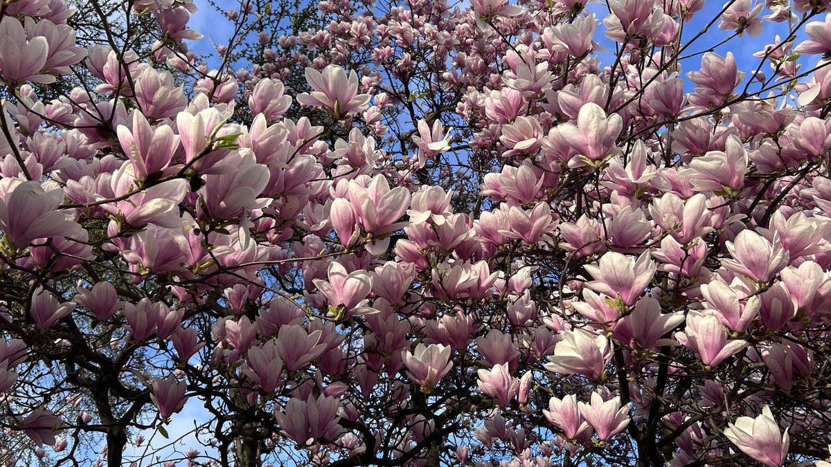 𝒦 🦚 tweet media