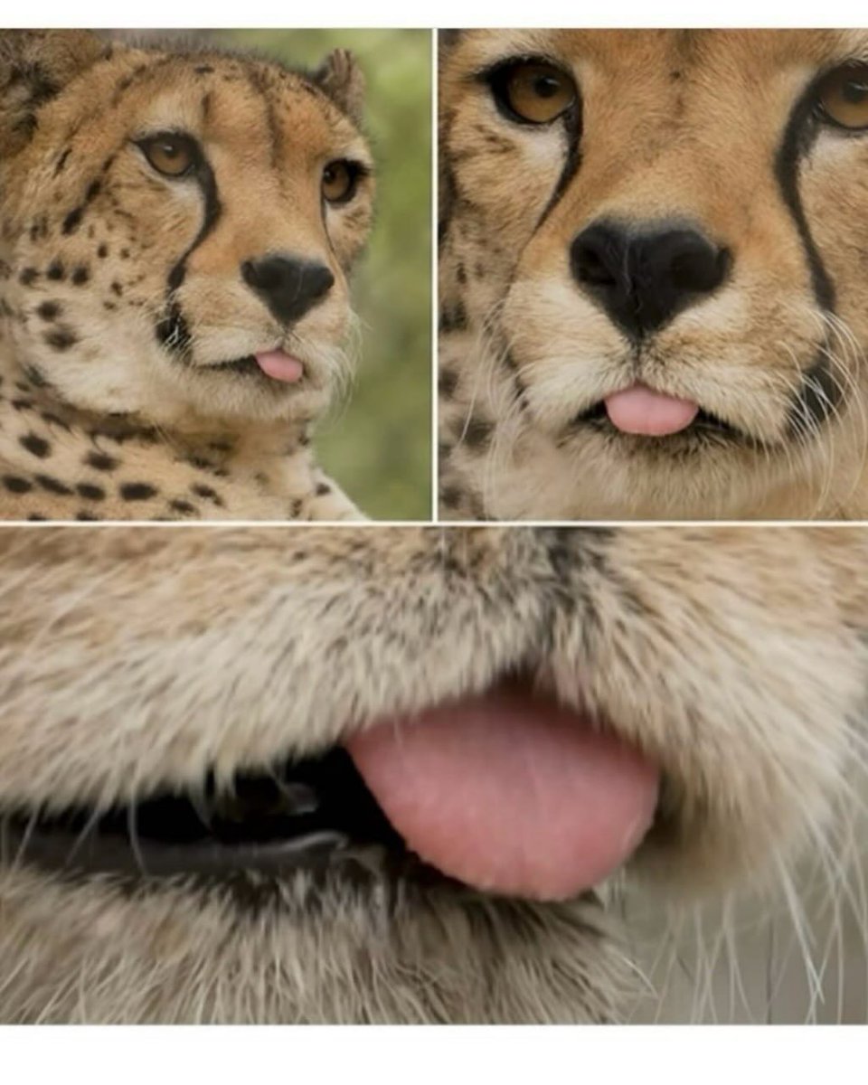 We don't deserve cats 😺 tweet media