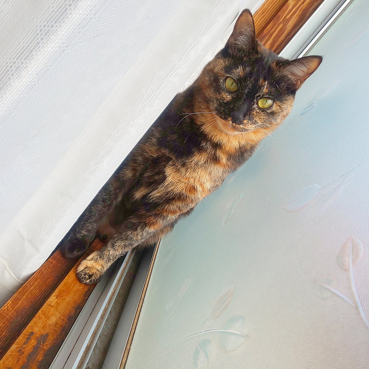 緋兎 (aketo) tweet media