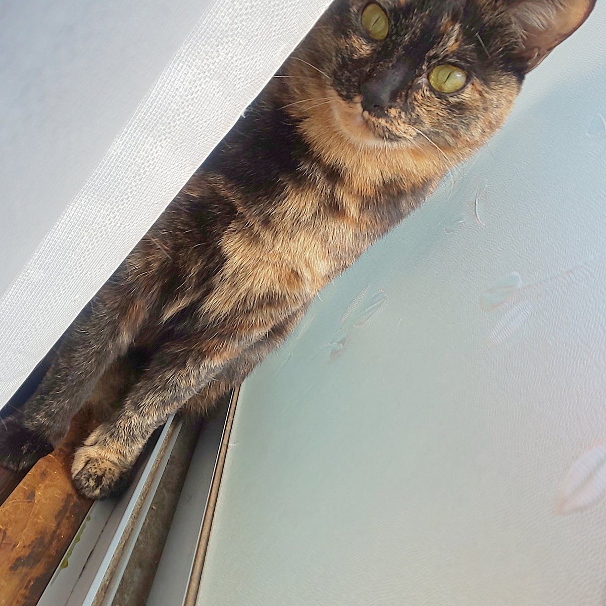 緋兎 (aketo) tweet media