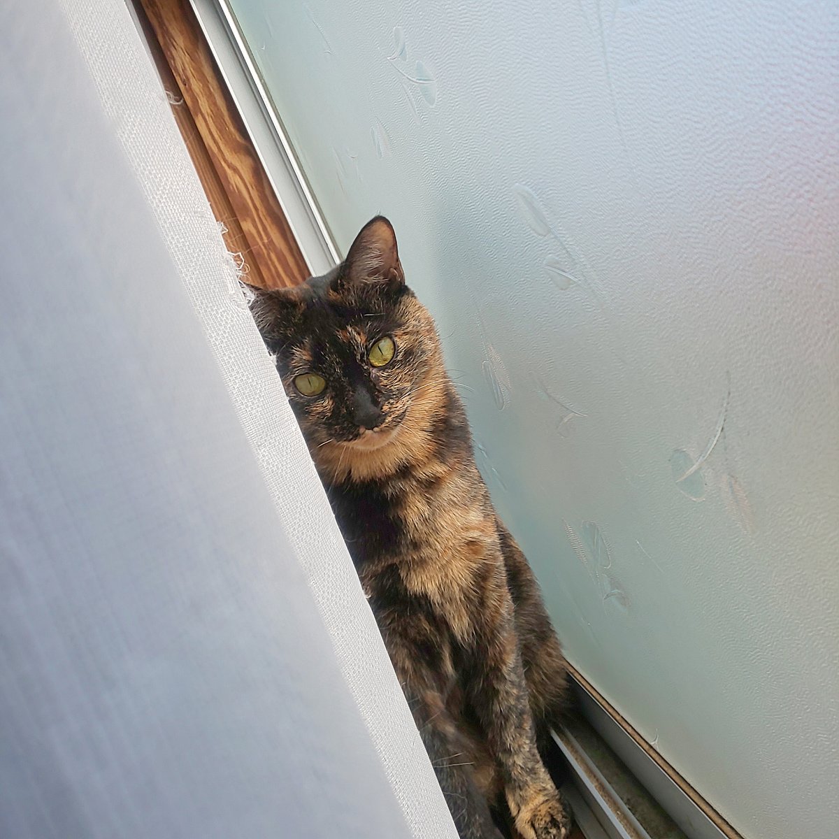 緋兎 (aketo) tweet media