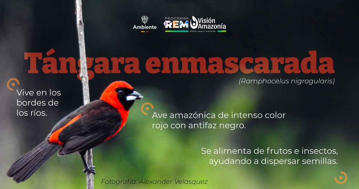 REM Colombia - Visión Amazonía tweet media