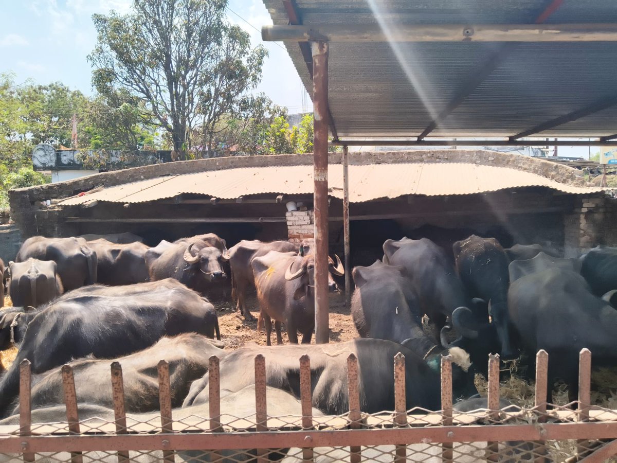 SP_Mandla tweet media