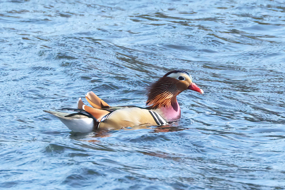 David Emley tweet media