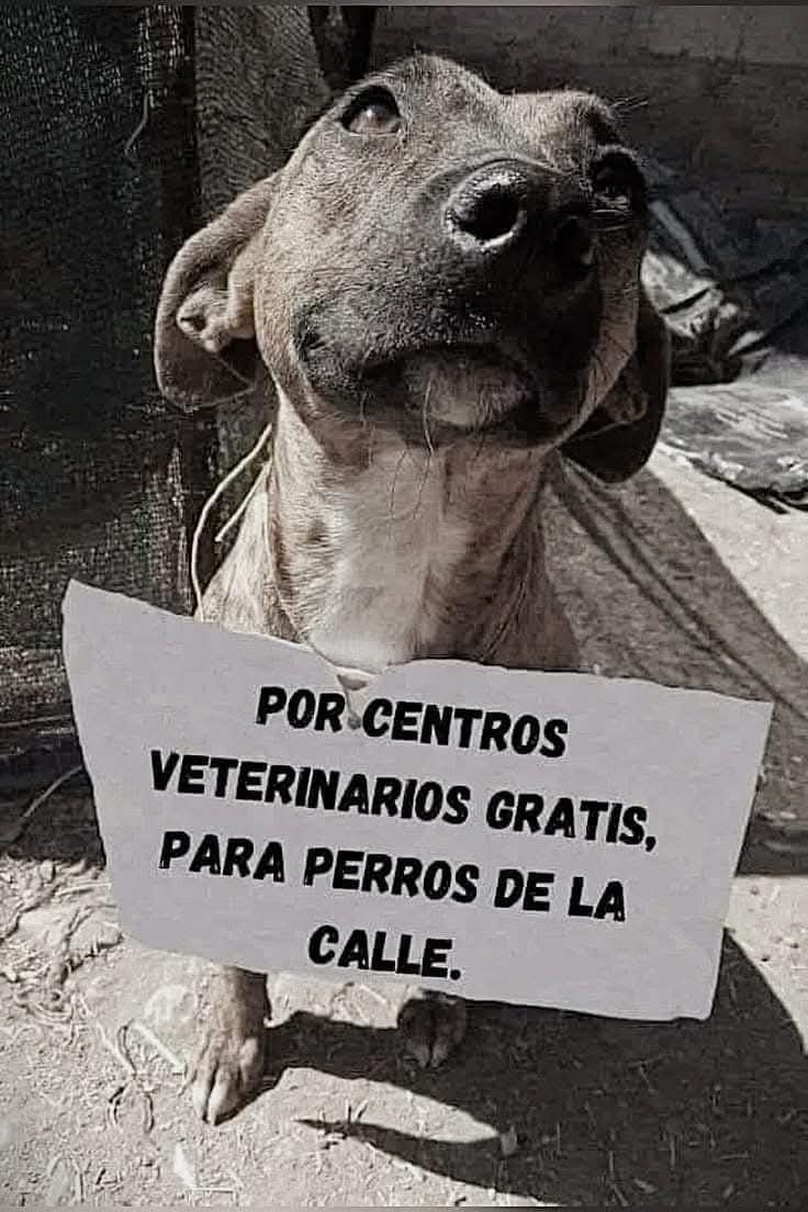 Apostamos por la creación de un hospital veterinario para tantos animalitos necesitados  🙏