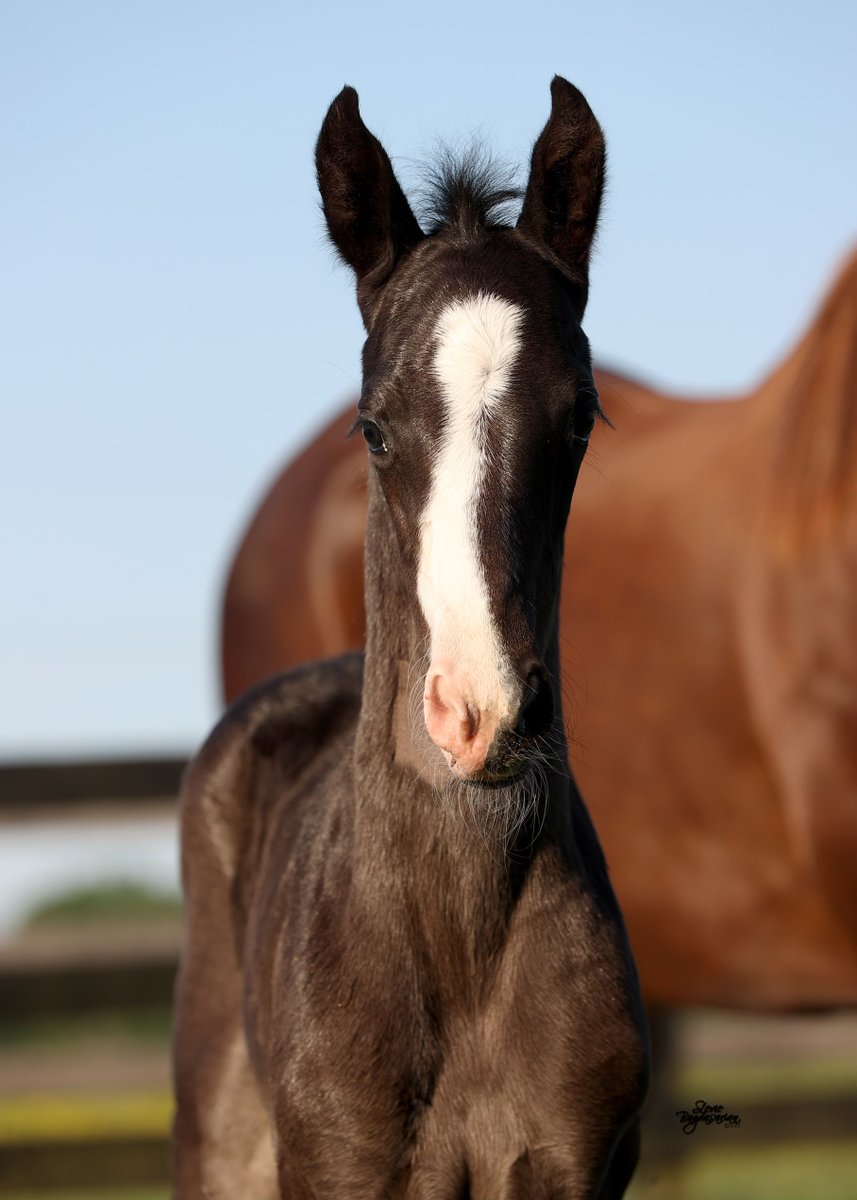 Grayson-Jockey Club tweet media