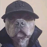 Shadow 🤍 tweet media