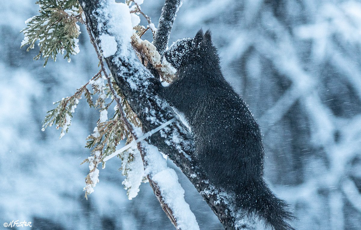 Harry Foster tweet media