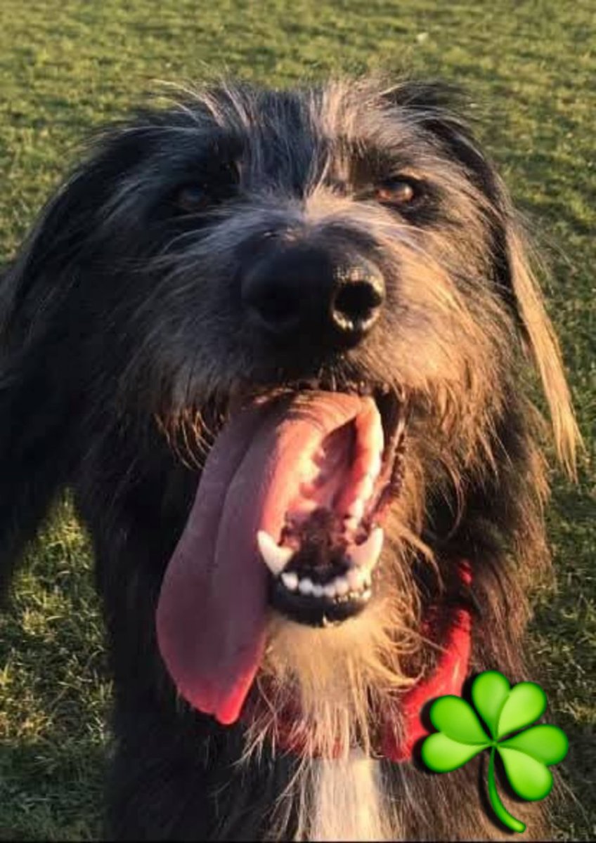 Jerry H 🥃🪕 tweet media