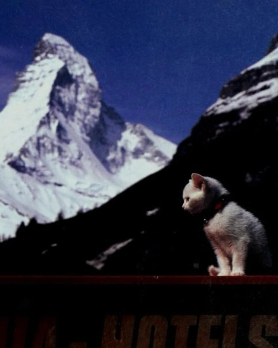 smol silly cat tweet media