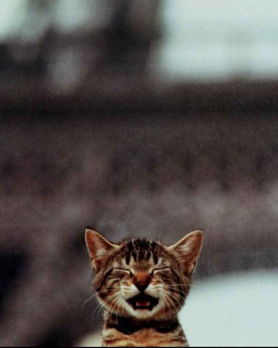 "Kittens on Vacation" 1990 photos by Shinjiro Sagara