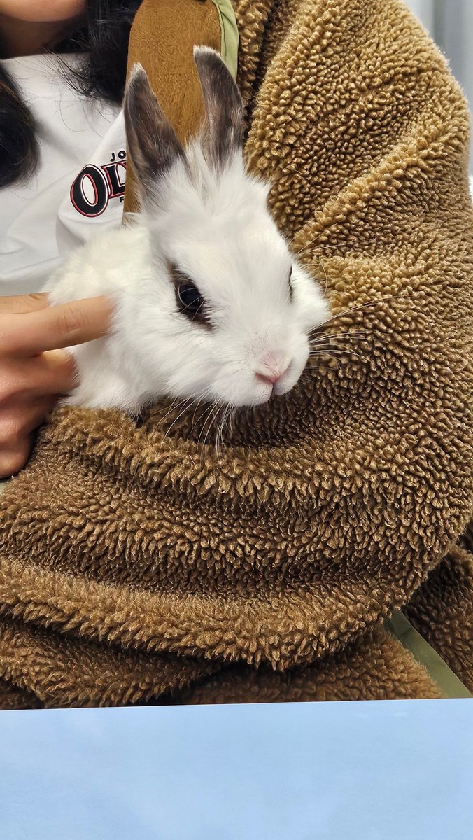 토끼 MingMing tweet media