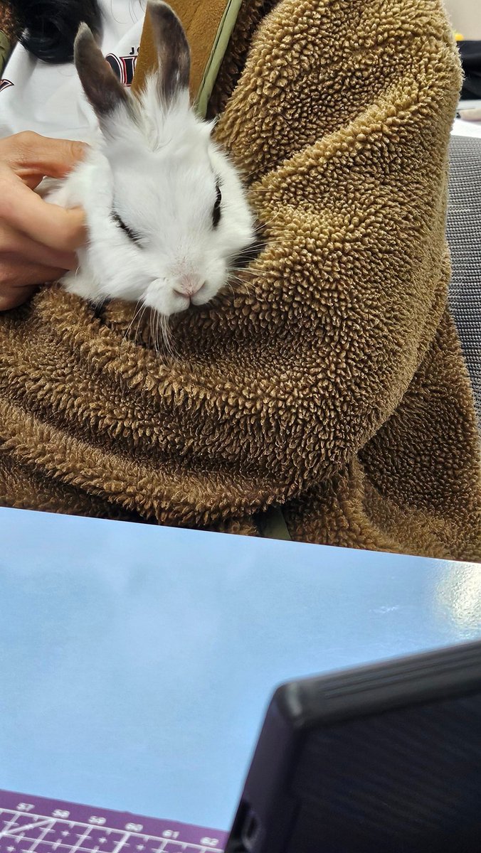 토끼 MingMing tweet media